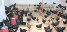 Birazda Gülelim. Temel Tavukçuluk Yapmaya Başladı..