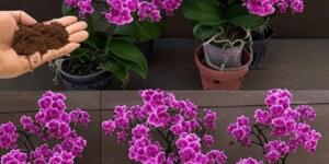 Orkideniz Çiçek Açsın Diye: Bol Çiçekli Orkideler İçin A’ltın D’eğerinde 7 Püf Nokta!