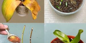 Sarı Orkide Yaprakları Nasıl T’edavi Edilir