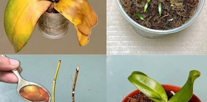 Sarı Orkide Yaprakları Nasıl T’edavi Edilir