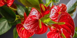 Severek gözünüz gibi baktığınız çiçekleriniz hiç solmasın