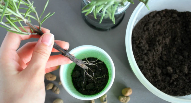 Biberiye nasıl çoğaltılır: U’cretsiz olarak çoğaltmak için 3 kusursuz y’öntem T’arifi