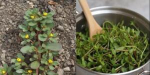 Her yerde yetişiyor ama çoğu insanın bu bitkinin gerçek birer hazine olduğundan haberi yok…