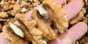 Doktorlar ceviz yemenin sebep olduğunu açıklıyor..