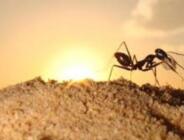 Eve karınca gelmesinin Allah’ın 7 işareti