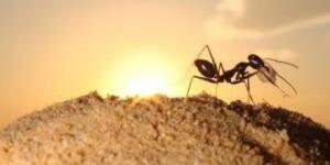 Eve karınca gelmesinin Allah’ın 7 işareti