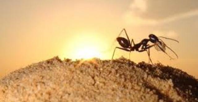 Eve karınca gelmesinin Allah’ın 7 işareti