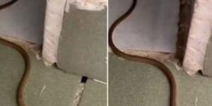 Bu y’ılan evinize girdiğinde, şu anlama gelir…